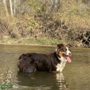 Standard Red Tri Australian Shepherd Listing Image