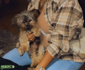 Adorable stud male teacup Yorkie Listing Image