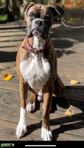 Boxer Stud Listing Image
