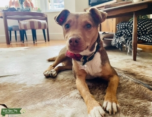 Pretty Patterjack Listing Image