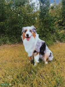 Champion Bloodline Blue Merle Listing Image