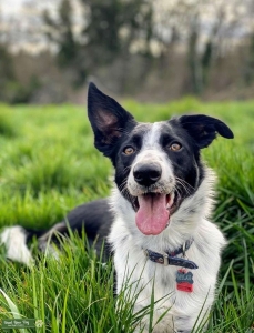 Ticked smooth coat border collie Listing Image