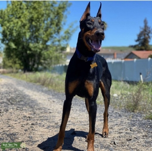 Half European/Half American Doberman Stud (Black) Listing Image