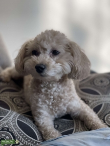 Toy poodle (female)  Listing Image