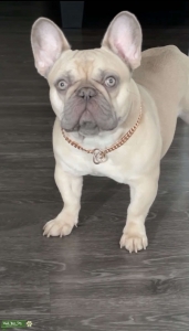Blue Fawn Male Frenchie Listing Image
