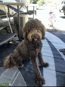 F1B chocolate Labradoodle Female seeking F1B Chocolate labradoodle stud Listing Image