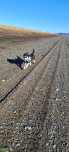 Black and white Siberian Husky Listing Image