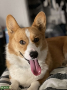 Corgi Stud  Listing Image