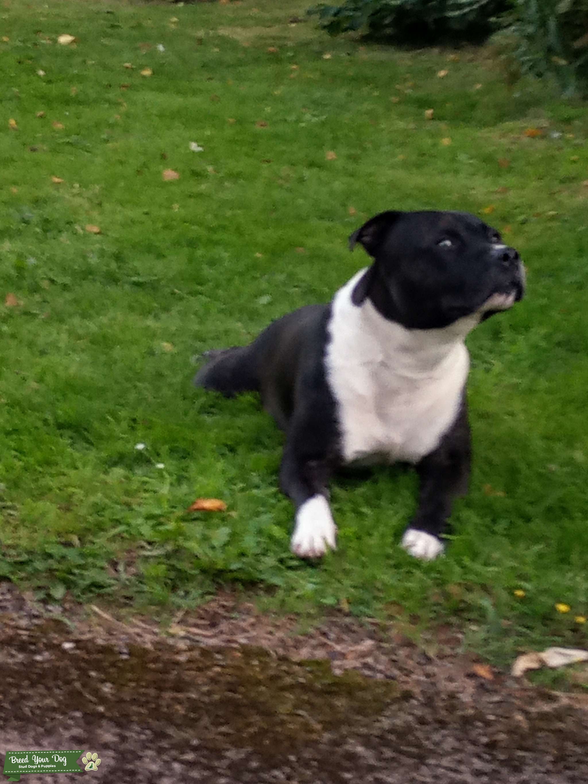 Male Staffy cross American Bully Stud Dog Torfaen Breed Your Dog