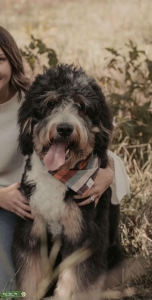 F1 tri bernedoodle Listing Image