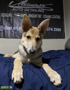 German Shepard  Listing Image