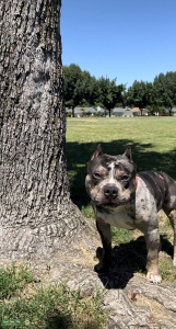 Pocket Bully Listing Image