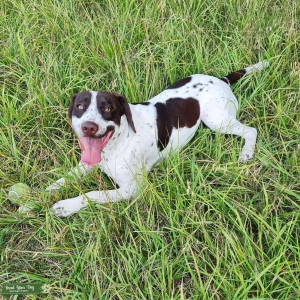 SpringerXgermanpointer  Listing Image