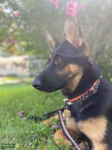 German Shepherd Female  Listing Image
