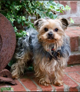 Yorkshire Terrier AKC Stud Dog  Listing Image