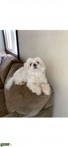 Maltese Stud Service  Listing Image