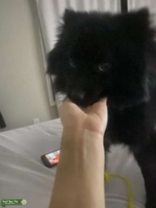 Black Pomeranian  Listing Image