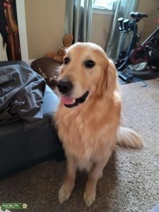 Golden Retriever  Listing Image