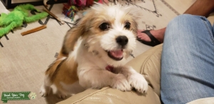 Small Bea-tzu bitch in heat Listing Image