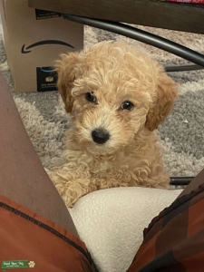 3/4 Mini Poodle 1/4 Maltese Listing Image