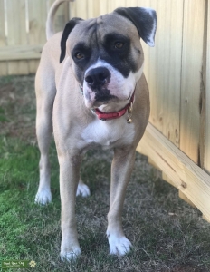 Tan & White Boerboel/Rottweiler Mix Listing Image