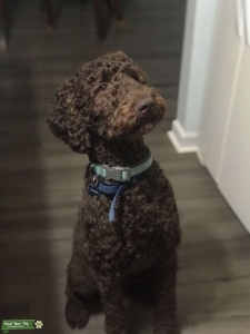 Goldendoodle Listing Image
