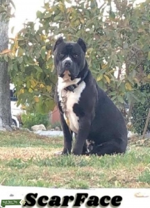 Black w/White Markings.        (Tri-Color Gene Carrier) Listing Image