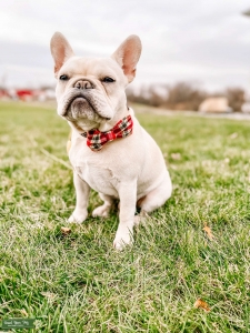 French bulldog STUD Listing Image