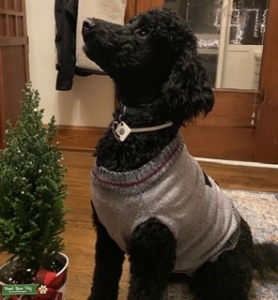 Standard Poodle Sud Listing Image
