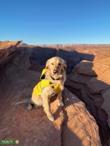 Golden Retriever  Listing Image