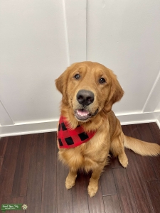 Red Golden Retriever Stud Listing Image