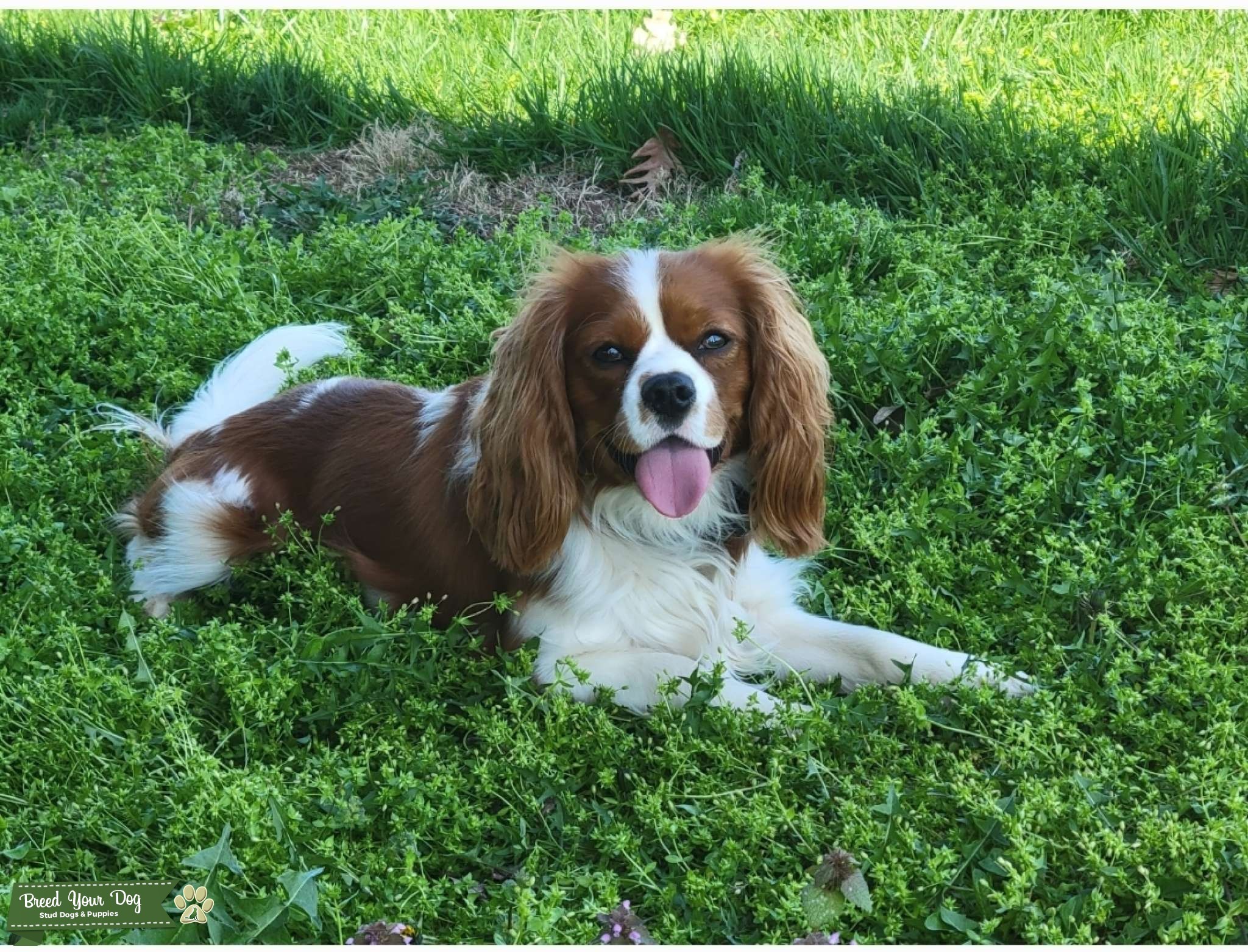 AKC Cavalier King Charles Spanial Stud Stud Dog in Indiana, the United States Breed Your Dog