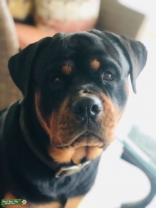  Beautiful male Rotty ready to stud Listing Image