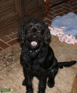Labradoodle Listing Image
