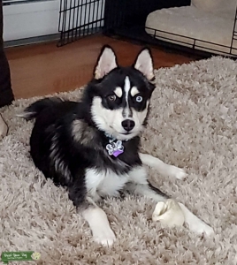 Stud Dog Listing Image