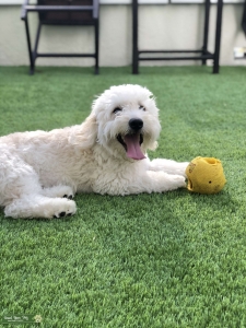 Handsome Goldendoodle  Listing Image