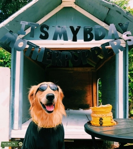 Golden Retriever Listing Image