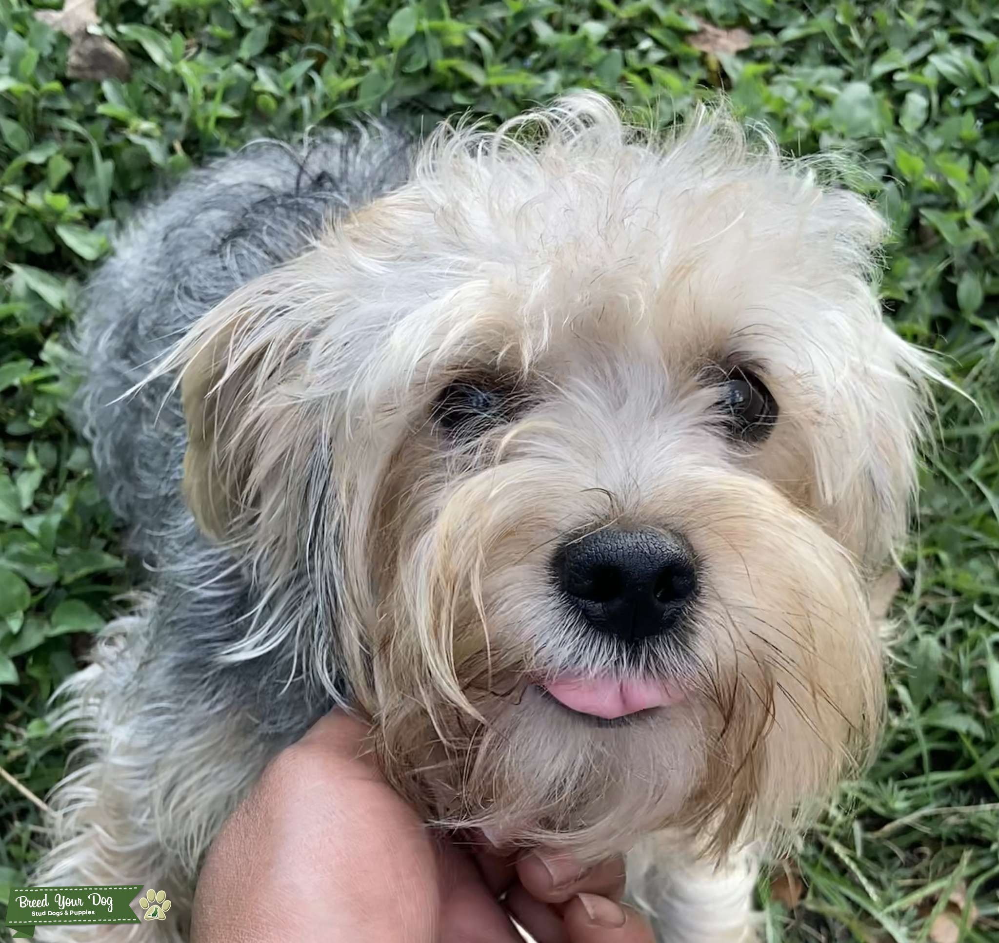 Dog Stud Services YorkiePoodle Stud Stud Dog in Orlando Florida, the