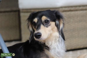 Mini Black & Cream Dapple Dachshund  Listing Image