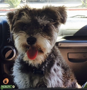 Miniature Schnauzer Stud Listing Image