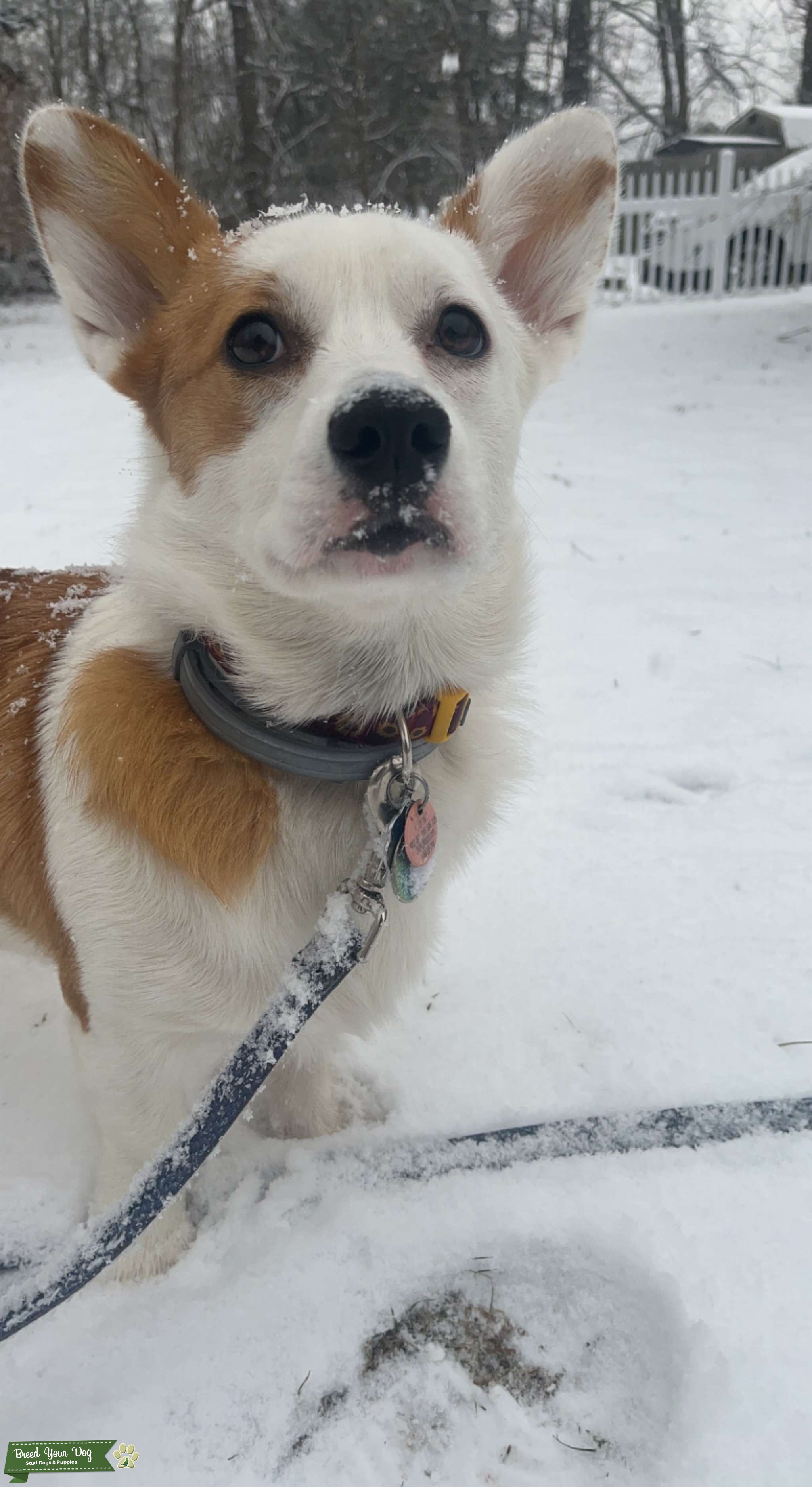 Looking for Sire Stud Dog in Rhode Island, United Kingdom Breed