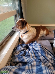 Red Texas Heeler Listing Image