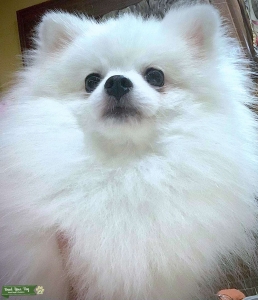 Pomeranian Stud Listing Image