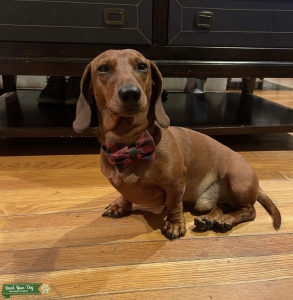 Smooth hair dachshund stud Listing Image