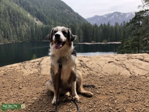 Female Blue Merle Aussie  Listing Image