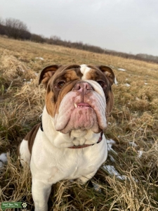 Beautiful Olde English Bulldog Stud Listing Image