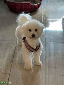 Adorable Female Bichon Frise Listing Image