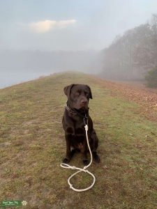 Chocolate Lab Listing Image