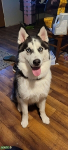 Black/White Blue Eyed Husky Listing Image
