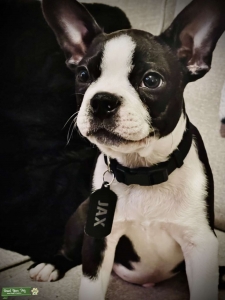 Akc certified Boston Terrier  Listing Image